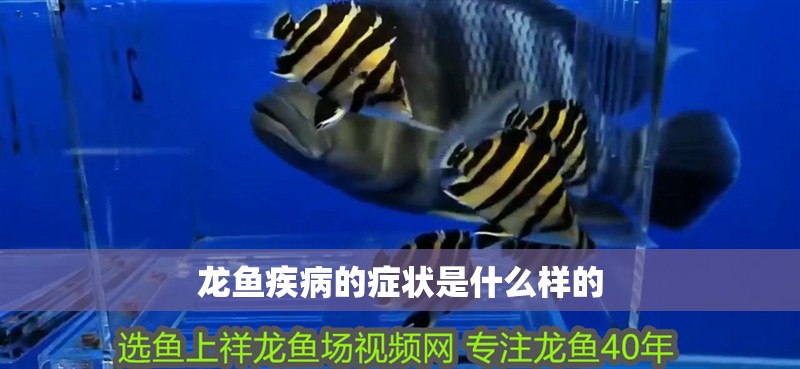 龍魚疾病的癥狀是什么樣的