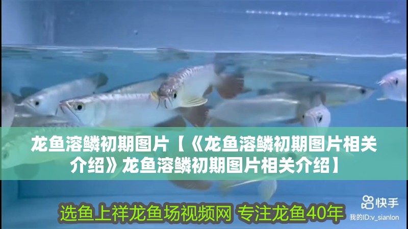 龍魚(yú)溶鱗初期圖片【《龍魚(yú)溶鱗初期圖片相關(guān)介紹》龍魚(yú)溶鱗初期圖片相關(guān)介紹】