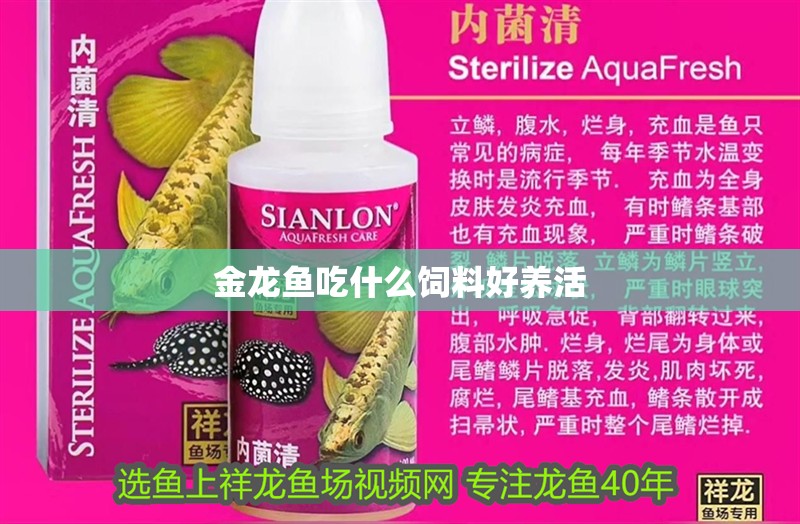 金龍魚吃什么飼料好養活