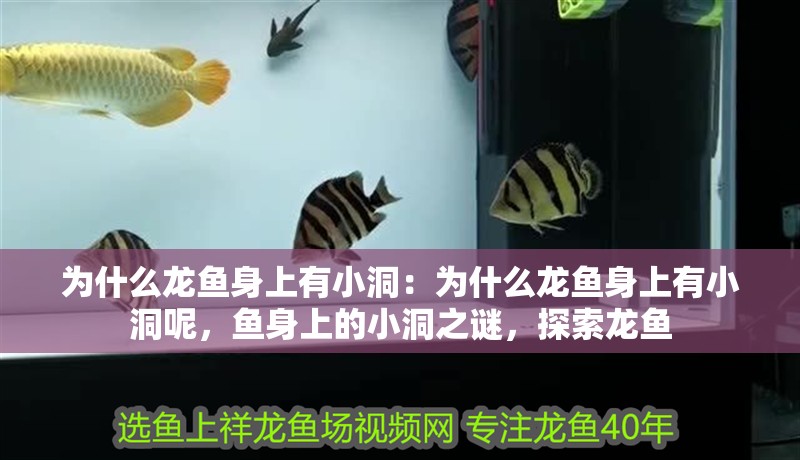 為什么龍魚(yú)身上有小洞：為什么龍魚(yú)身上有小洞呢，魚(yú)身上的小洞之謎，探索龍魚(yú)