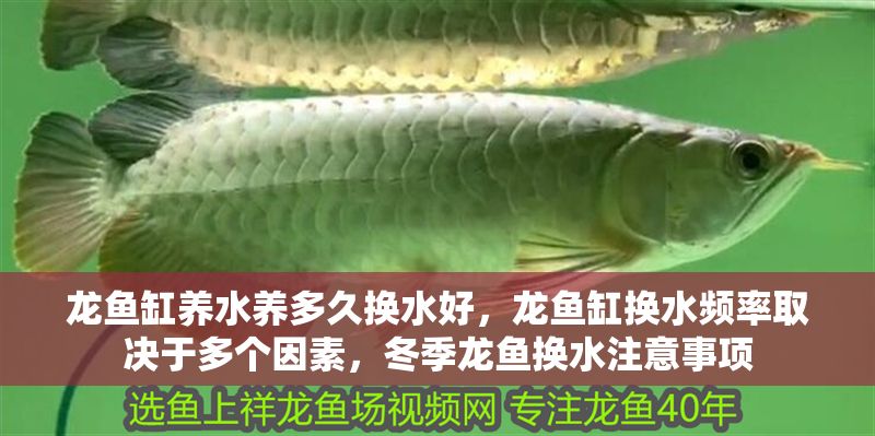龍魚缸養水養多久換水好，龍魚缸換水頻率取決于多個因素，冬季龍魚換水注意事項