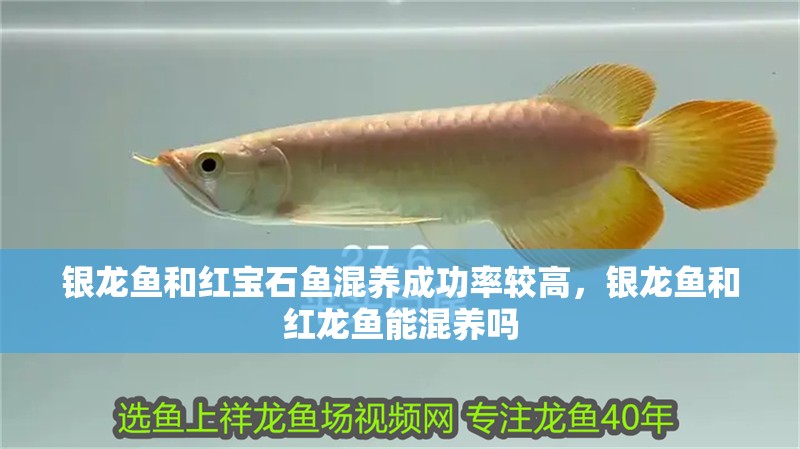 銀龍魚和紅寶石魚混養(yǎng)成功率較高，銀龍魚和紅龍魚能混養(yǎng)嗎