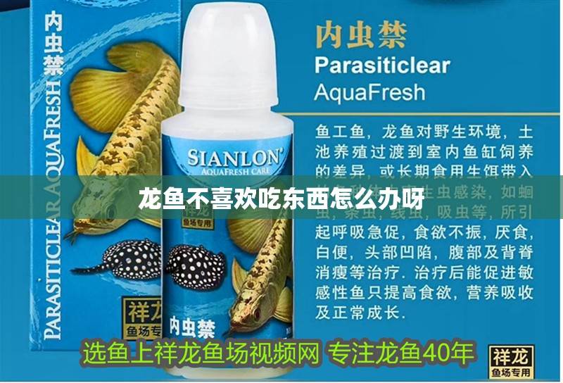 龍魚不喜歡吃東西怎么辦呀