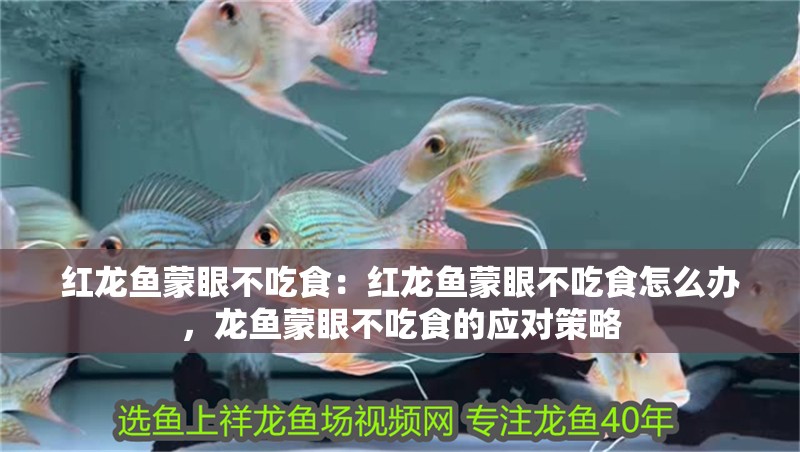 紅龍魚蒙眼不吃食：紅龍魚蒙眼不吃食怎么辦，龍魚蒙眼不吃食的應對策略
