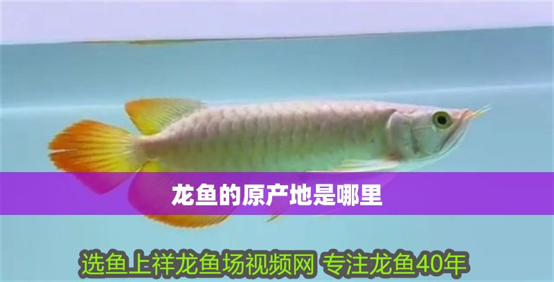 龍魚的原產地是哪里