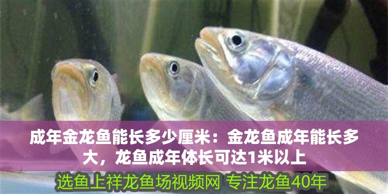 成年金龍魚能長多少厘米：金龍魚成年能長多大，龍魚成年體長可達1米以上