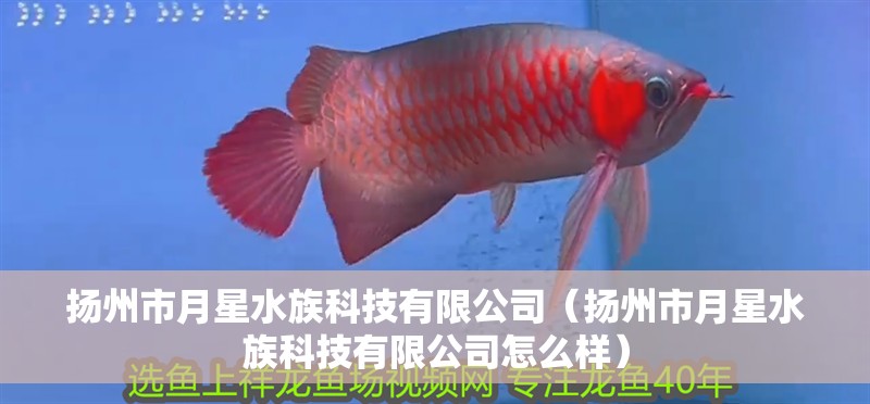 揚州市月星水族科技有限公司（揚州市月星水族科技有限公司怎么樣）