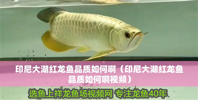 印尼大湖紅龍魚品質如何啊（印尼大湖紅龍魚品質如何啊視頻）