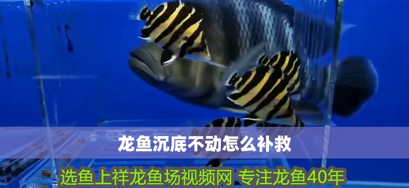 龍魚沉底不動怎么補救
