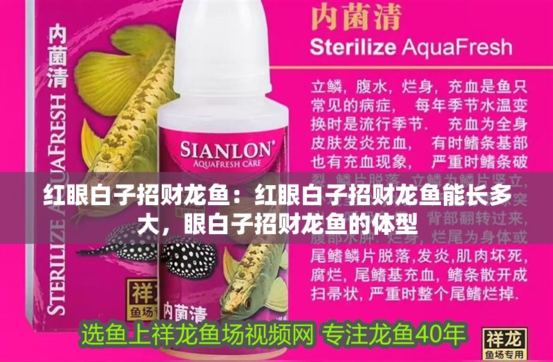 紅眼白子招財(cái)龍魚：紅眼白子招財(cái)龍魚能長多大，眼白子招財(cái)龍魚的體型