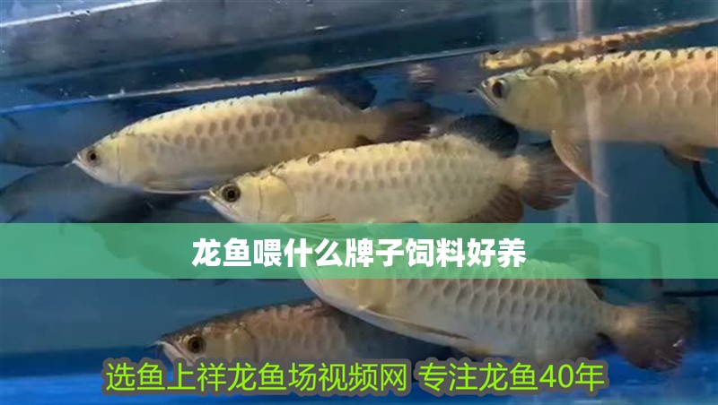 龍魚喂什么牌子飼料好養(yǎng)