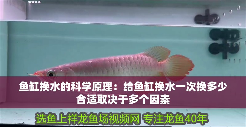 魚缸換水的科學原理：給魚缸換水一次換多少合適取決于多個因素