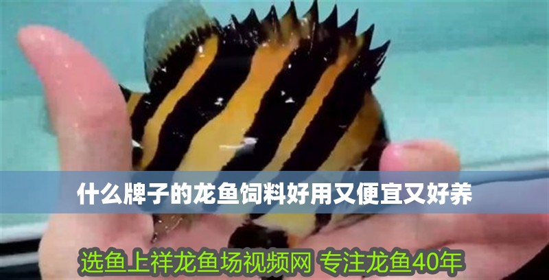 什么牌子的龍魚飼料好用又便宜又好養 龍魚百科 第2張 什么牌子的龍魚飼料好用又便宜又好養 什么牌子的龍魚飼料好用又便宜又好養 龍魚百科 第2張