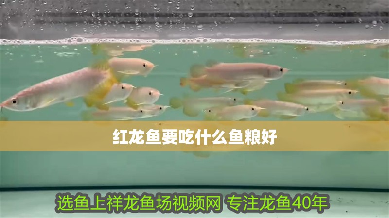 紅龍魚要吃什么魚糧好