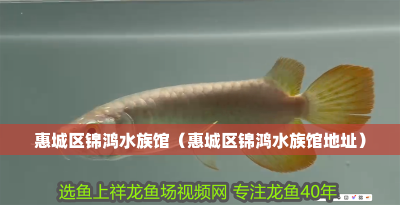 惠城區錦鴻水族館（惠城區錦鴻水族館地址）