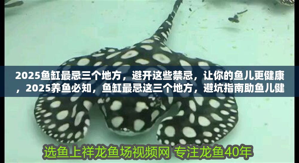 2025魚缸最忌三個(gè)地方，避開這些禁忌，讓你的魚兒更健康，2025養(yǎng)魚必知，魚缸最忌這三個(gè)地方，避坑指南助魚兒健康