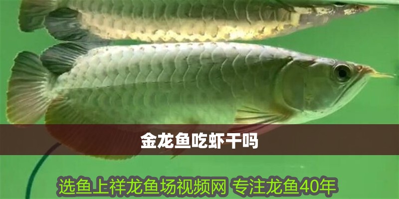 金龍魚吃蝦干嗎