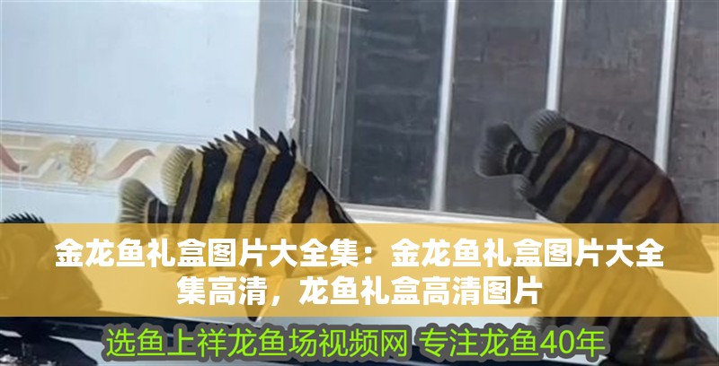 金龍魚禮盒圖片大全集：金龍魚禮盒圖片大全集高清，龍魚禮盒高清圖片