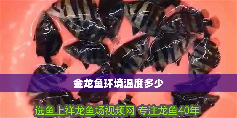 金龍魚(yú)環(huán)境溫度多少