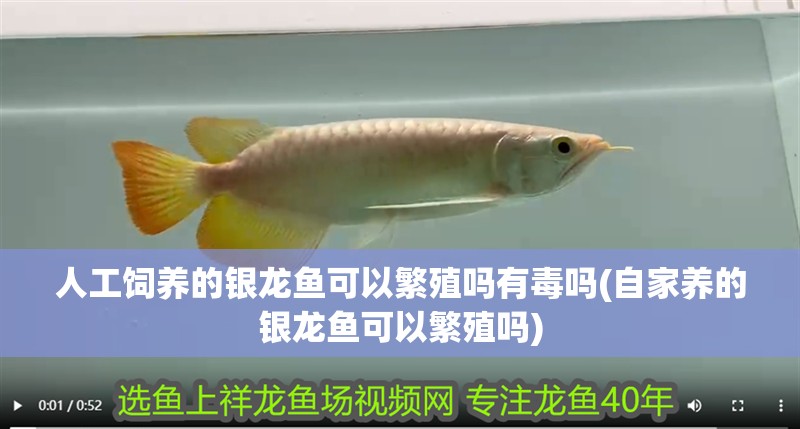 人工飼養的銀龍魚可以繁殖嗎有毒嗎(自家養的銀龍魚可以繁殖嗎)