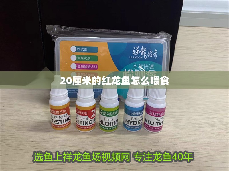 20厘米的紅龍魚怎么喂食
