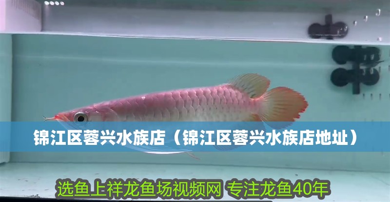 錦江區蓉興水族店（錦江區蓉興水族店地址）