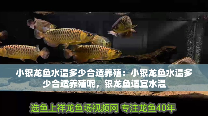 小銀龍魚水溫多少合適養殖：小銀龍魚水溫多少合適養殖呢，銀龍魚適宜水溫