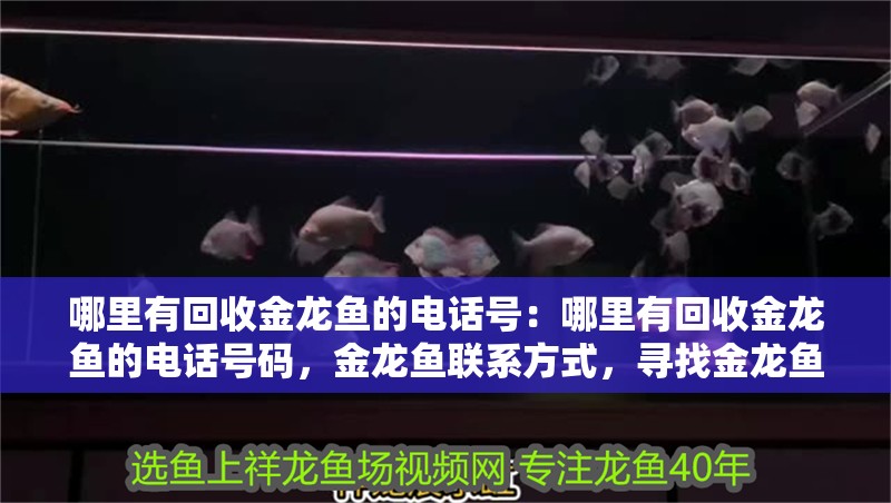 哪里有回收金龍魚的電話號：哪里有回收金龍魚的電話號碼，金龍魚聯系方式，尋找金龍魚