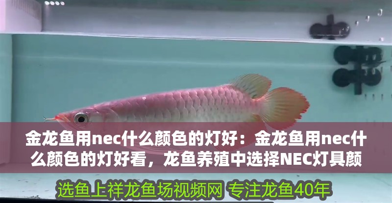 金龍魚用nec什么顏色的燈好：金龍魚用nec什么顏色的燈好看，龍魚養殖中選擇NEC燈具顏色