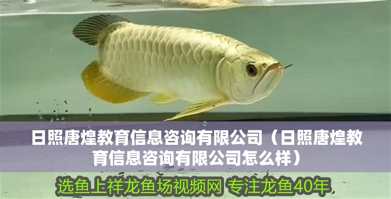 日照唐煌教育信息咨詢有限公司（日照唐煌教育信息咨詢有限公司怎么樣）