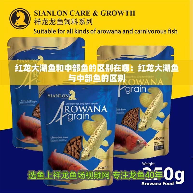 紅龍大湖魚和中部魚的區(qū)別在哪：紅龍大湖魚與中部魚的區(qū)別
