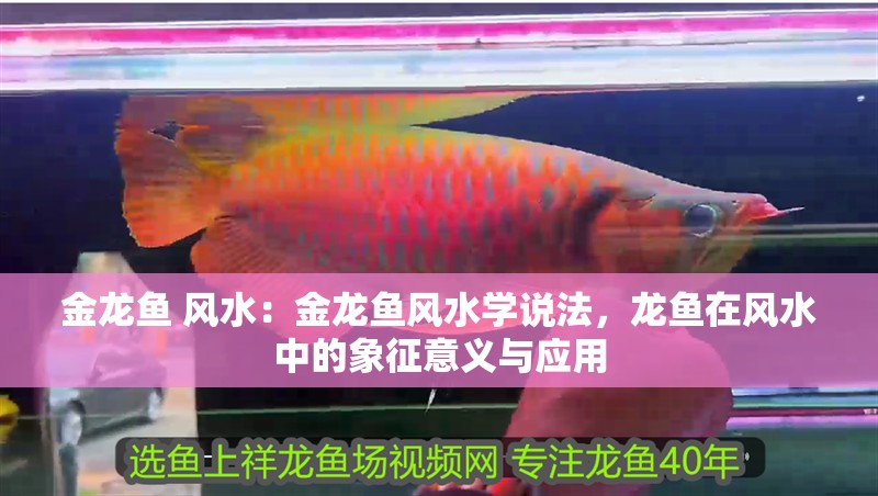 金龍魚 風水：金龍魚風水學說法，龍魚在風水中的象征意義與應用