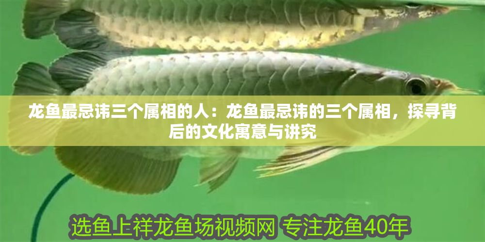 龍魚最忌諱三個(gè)屬相的人：龍魚最忌諱的三個(gè)屬相，探尋背后的文化寓意與講究
