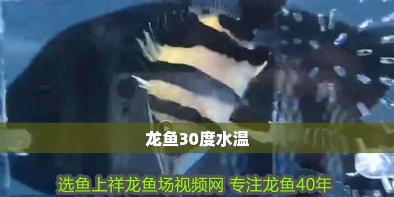 龍魚30度水溫