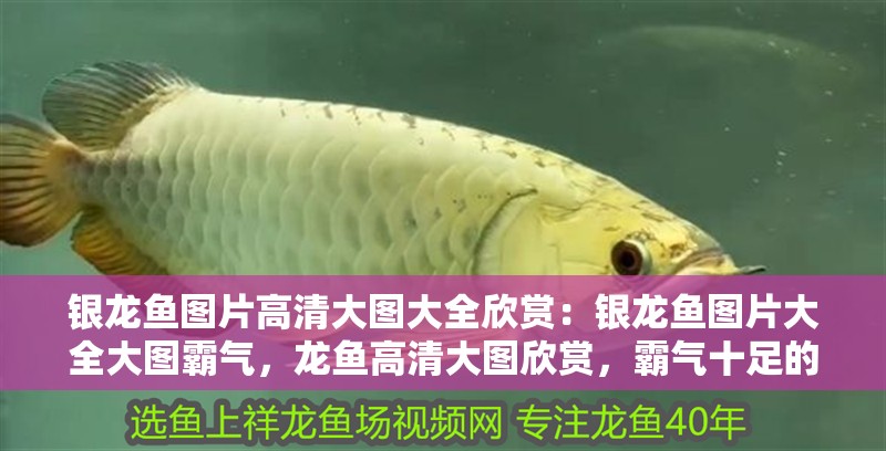銀龍魚(yú)圖片高清大圖大全欣賞：銀龍魚(yú)圖片大全大圖霸氣，龍魚(yú)高清大圖欣賞，霸氣十足的