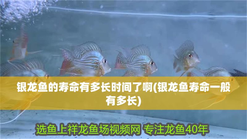 銀龍魚的壽命有多長時間了啊(銀龍魚壽命一般有多長)