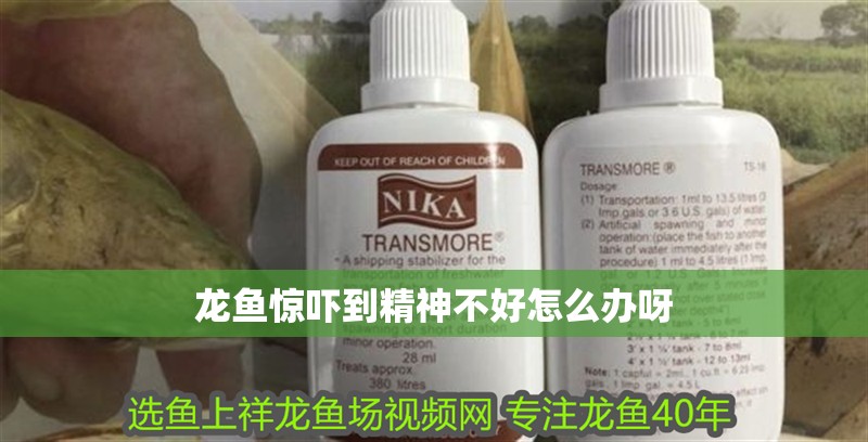 龍魚驚嚇到精神不好怎么辦呀
