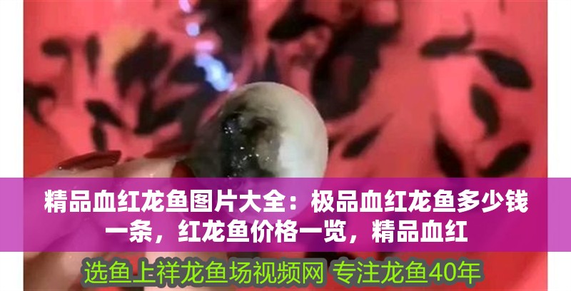 精品血紅龍魚圖片大全：極品血紅龍魚多少錢一條，紅龍魚價格一覽，精品血紅