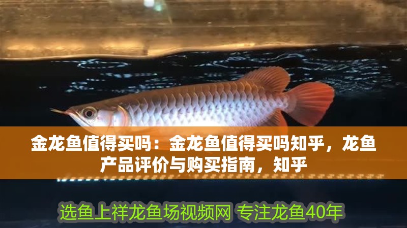 金龍魚值得買嗎：金龍魚值得買嗎知乎，龍魚產(chǎn)品評價與購買指南，知乎