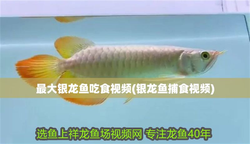 最大銀龍魚吃食視頻(銀龍魚捕食視頻)