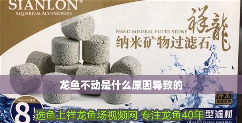 龍魚不動是什么原因導致的