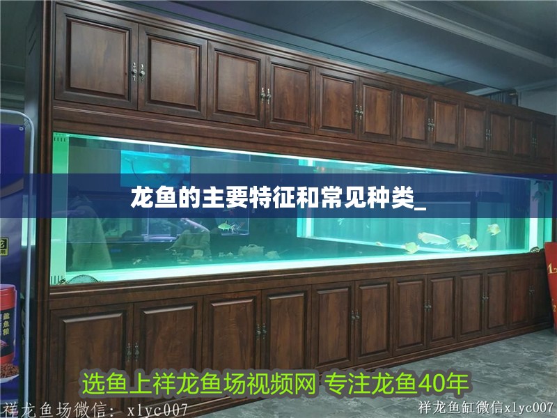 龍魚(yú)的主要特征和常見(jiàn)種類_