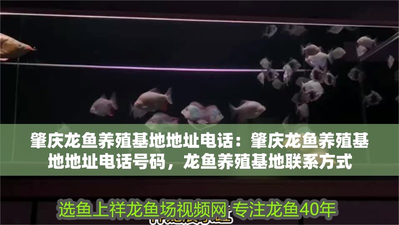 肇慶龍魚(yú)養(yǎng)殖基地地址電話：肇慶龍魚(yú)養(yǎng)殖基地地址電話號(hào)碼，龍魚(yú)養(yǎng)殖基地聯(lián)系方式