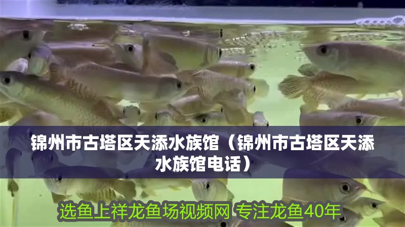 錦州市古塔區天添水族館（錦州市古塔區天添水族館電話）