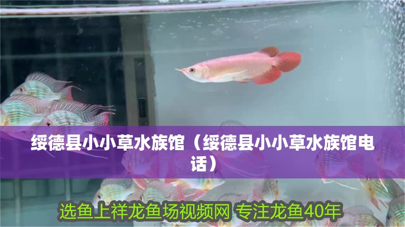 綏德縣小小草水族館（綏德縣小小草水族館電話）