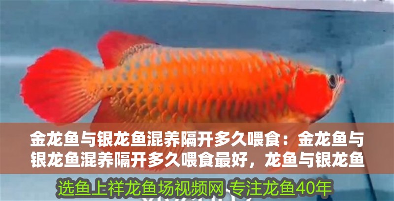 金龍魚與銀龍魚混養隔開多久喂食：金龍魚與銀龍魚混養隔開多久喂食最好，龍魚與銀龍魚混養喂食