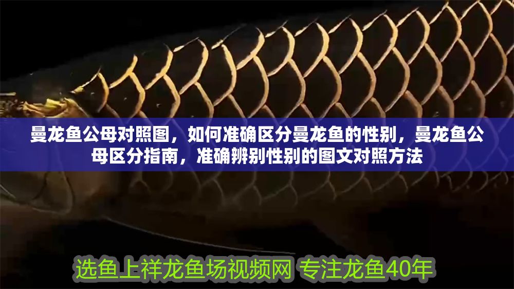 詳細閱讀:曼龍魚公母對照圖,如何準確區分曼龍魚的性別,曼龍魚公母區分指南,準確辨別性別的圖文對照方法 曼龍魚公母對照圖,如何準確區分曼龍魚的性別,曼龍魚公母區分指南,準確辨別性別的圖文對照方法