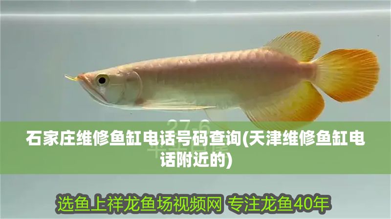 石家莊維修魚缸電話號(hào)碼查詢(天津維修魚缸電話附近的)