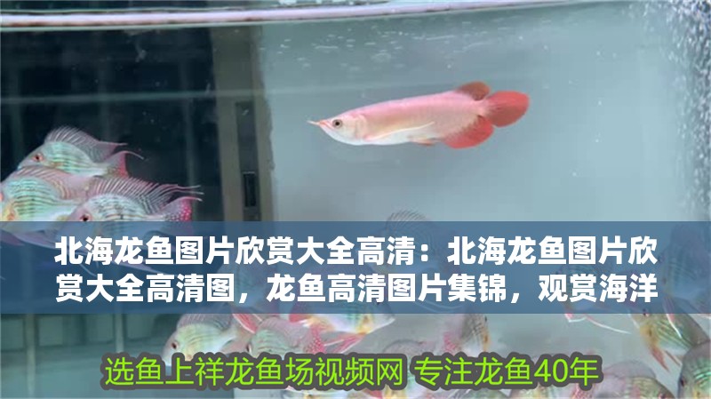 北海龍魚圖片欣賞大全高清：北海龍魚圖片欣賞大全高清圖，龍魚高清圖片集錦，觀賞海洋巨獸的壯觀之美