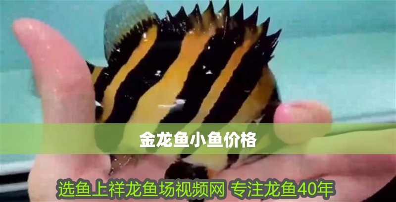 金龍魚小魚價格